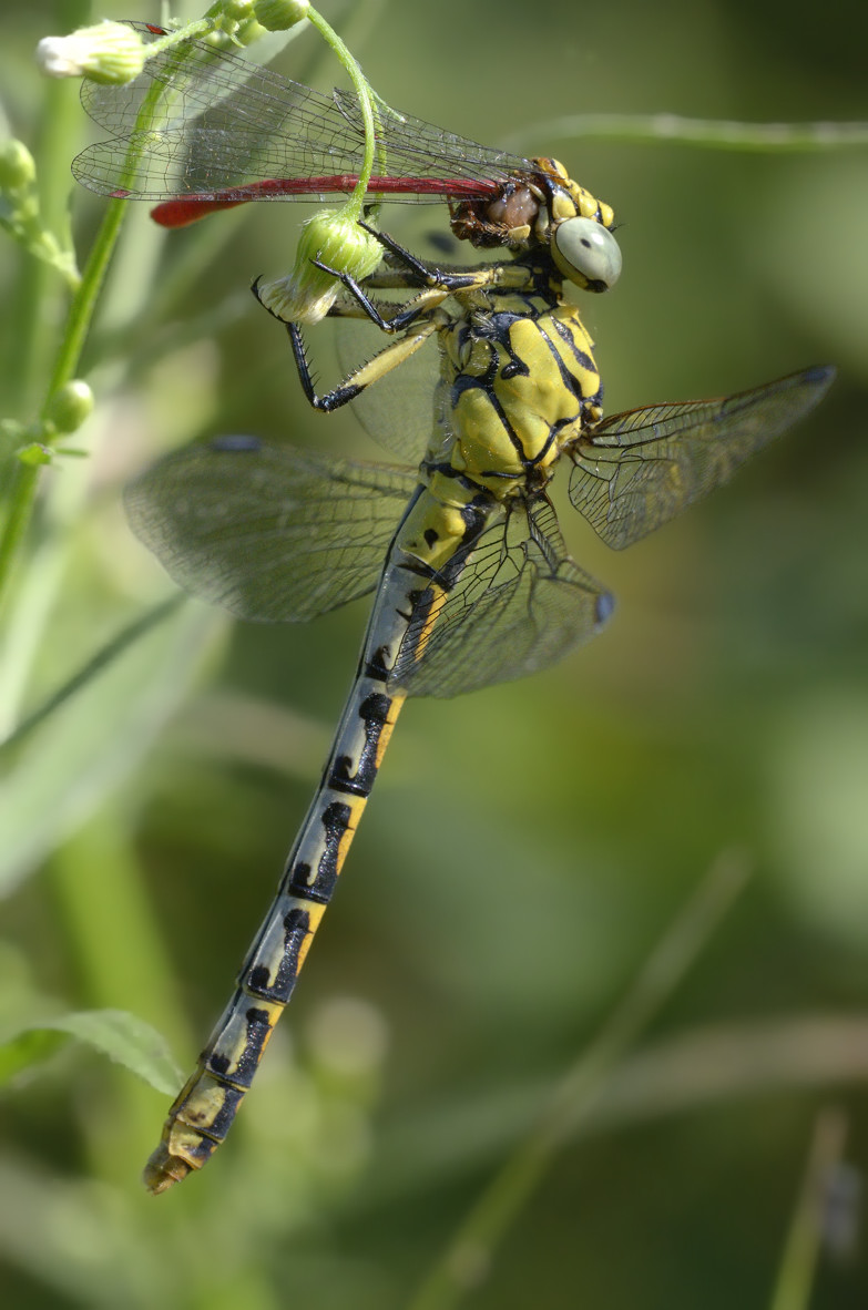 Onychogomphus fem. che preda ceriagrion tenellum