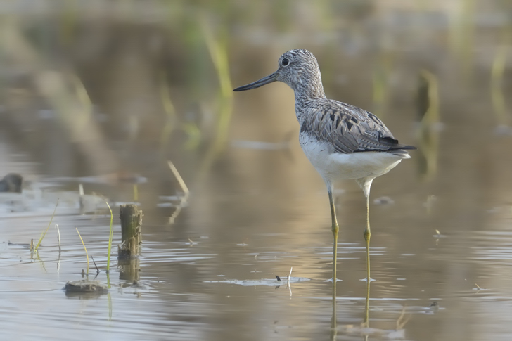 Tringa nebularia