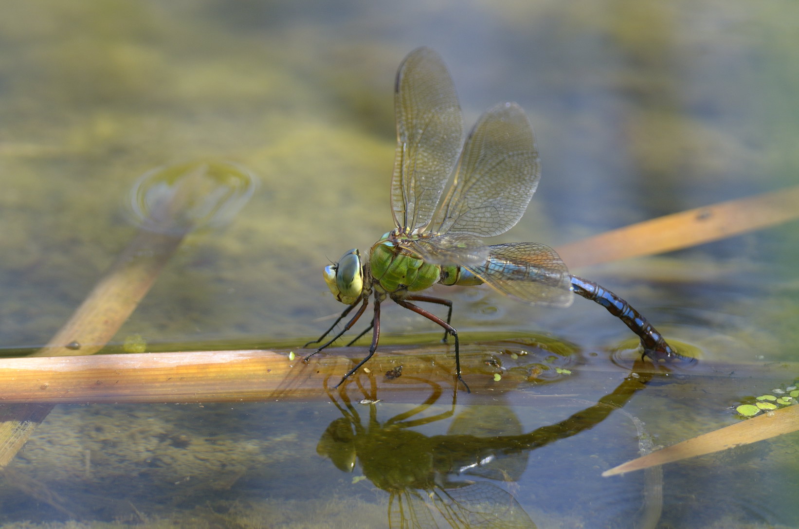 Anax parthenope in ovodeposizione? - No,  Anax imperator