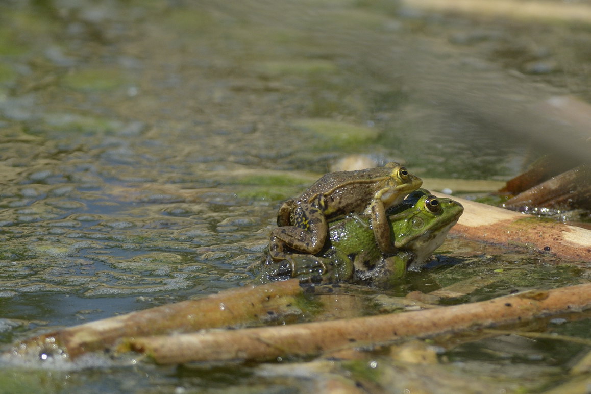 ID rana - Pelophylax kl. esculentus (Piemonte)