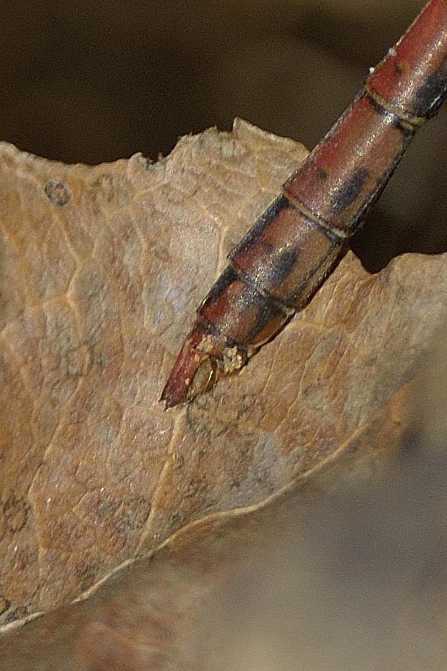 Odonata da ID