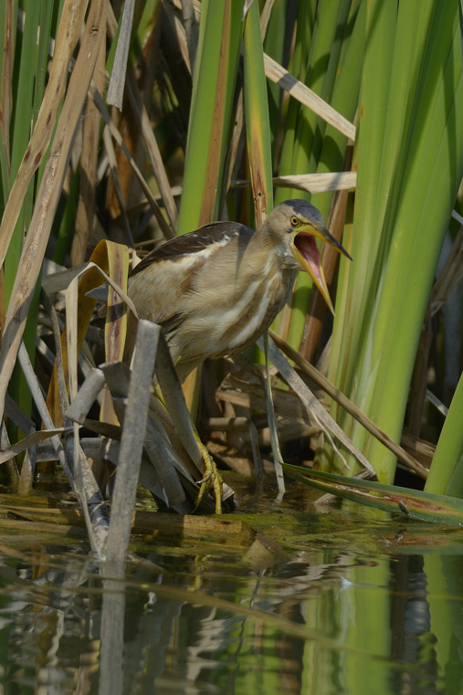 Tarabusina