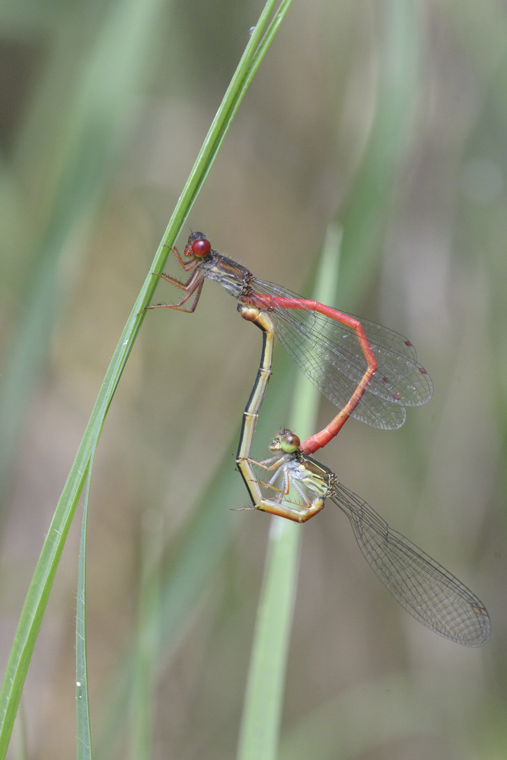 Accoppiamento di ceriagrion tenellum ?