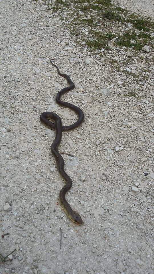 Saettone o Colubro di Esculapio (Zamenis longissimus)