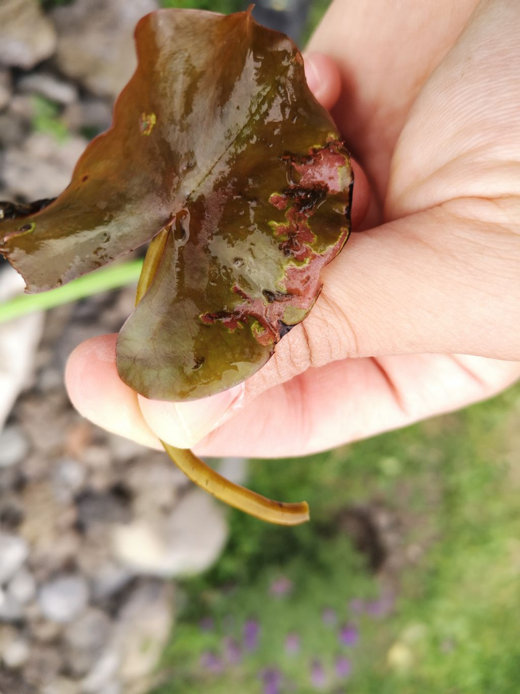 Identificazione larve in laghetto: Athericidae, Chironomidae,...