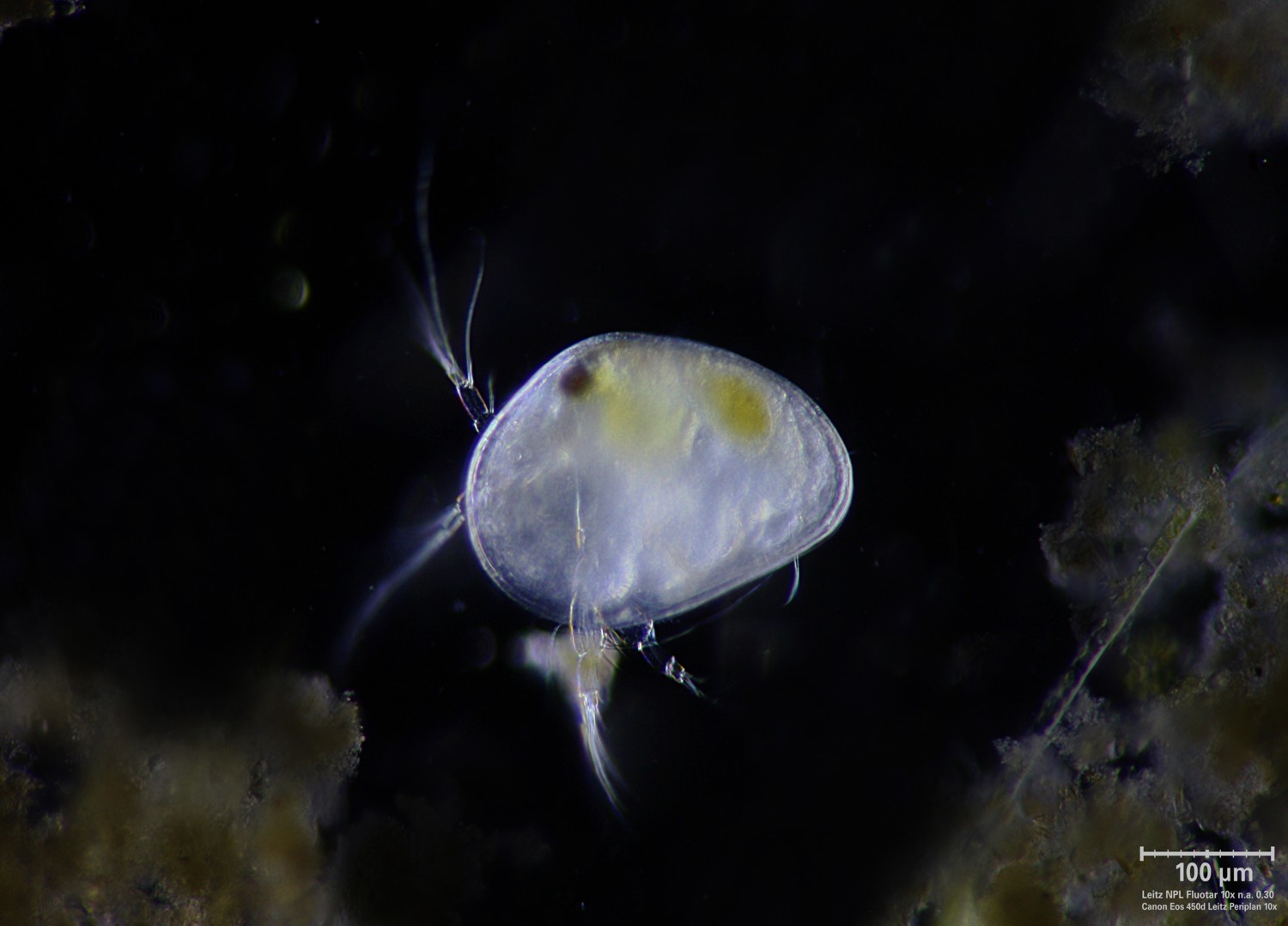 Ostracode