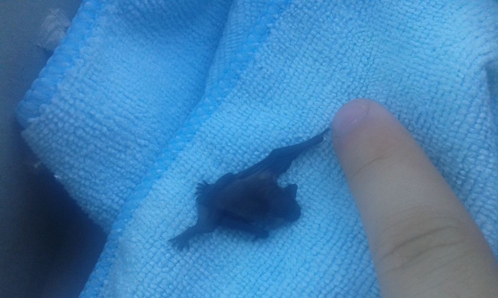 Pipistrello identificazione urgente