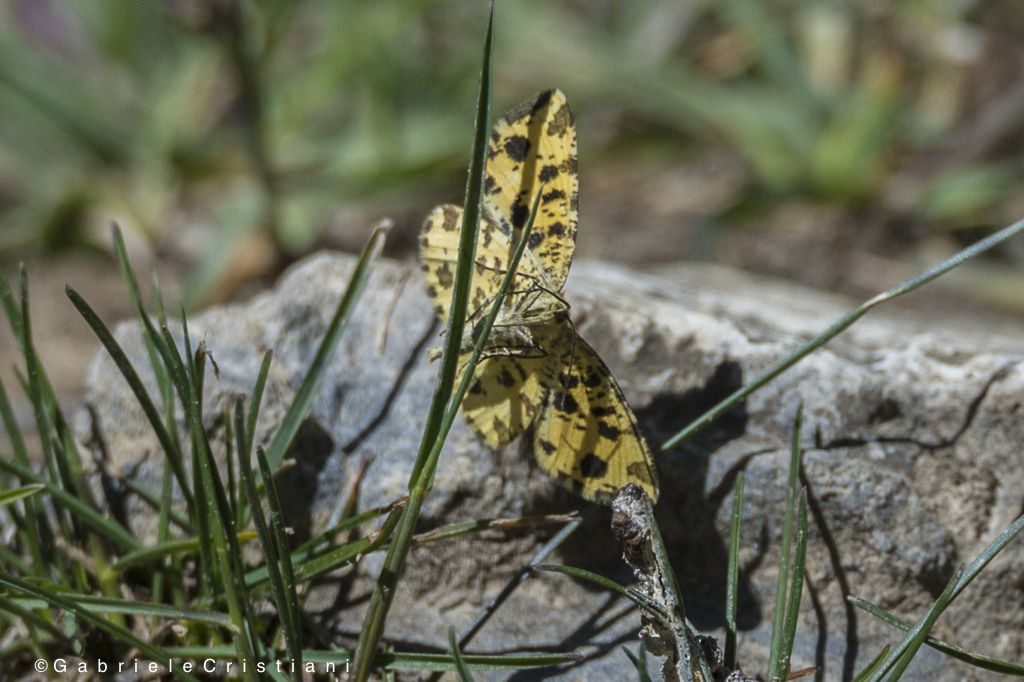Aiuto riconoscimento farfalla - Pseudopanthera macularia, Geometridae