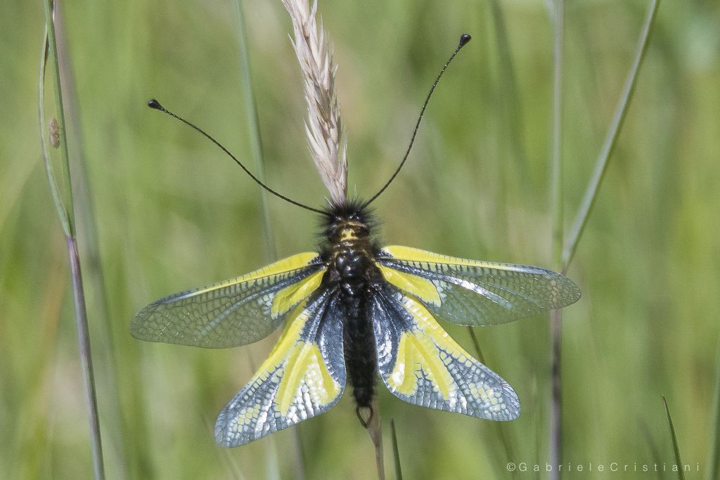 Libelloides coccajus, maschio