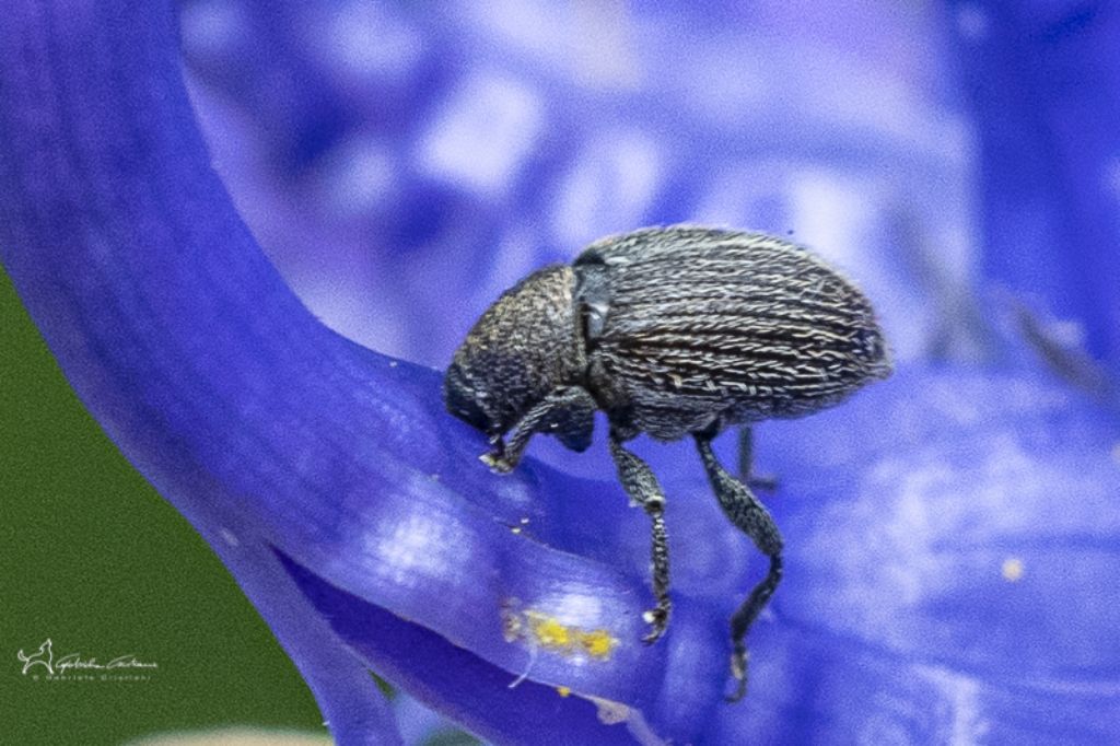 Riconoscimento  Curculionidae