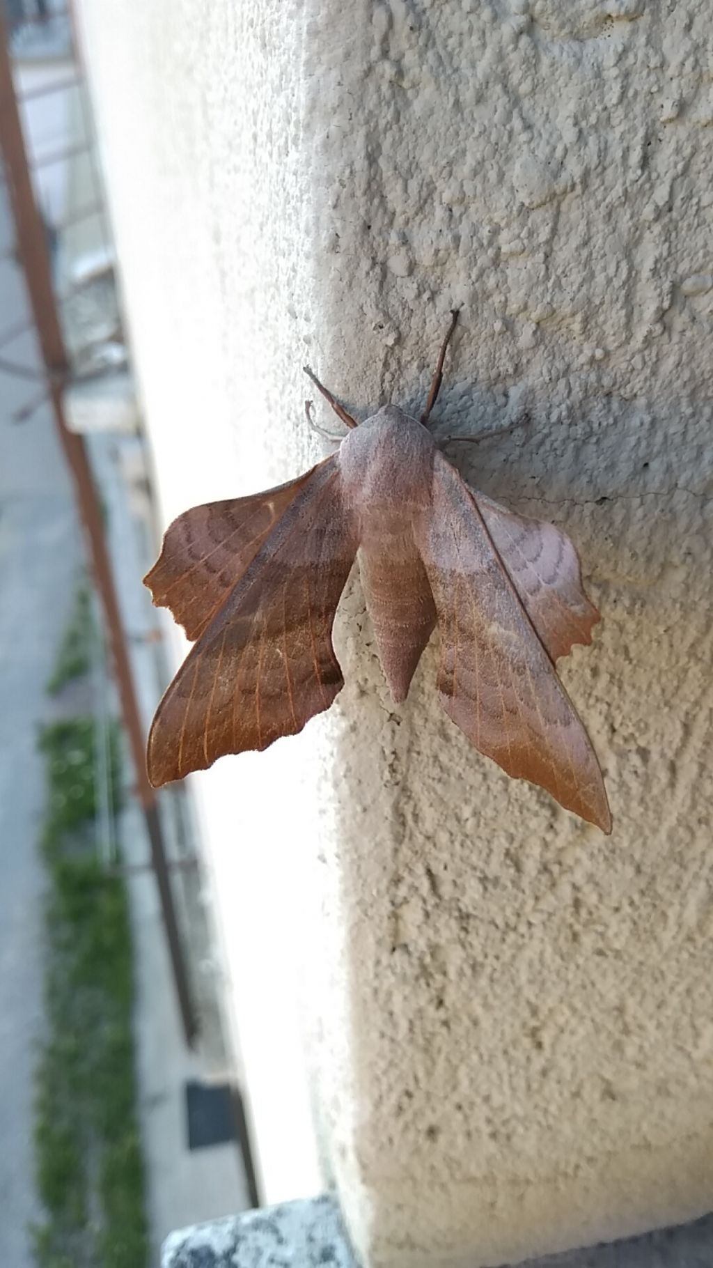 E tu chi sei......? Laothoe populi (Sphingidae)