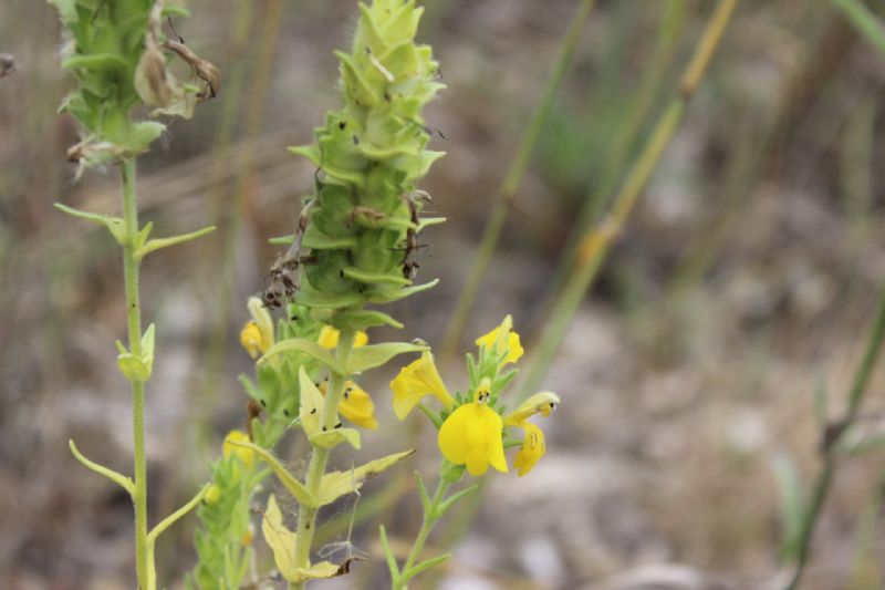 Bellardia trixago, nella forma a fiori gialli