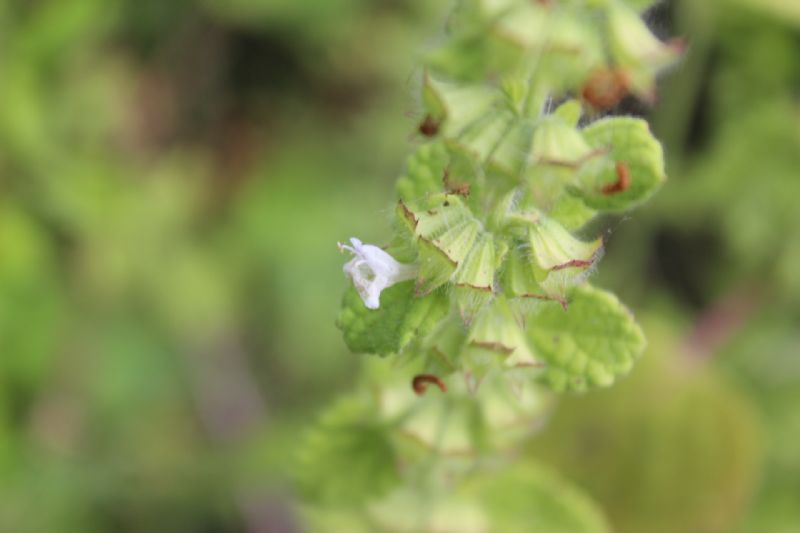 Melissa officinalis