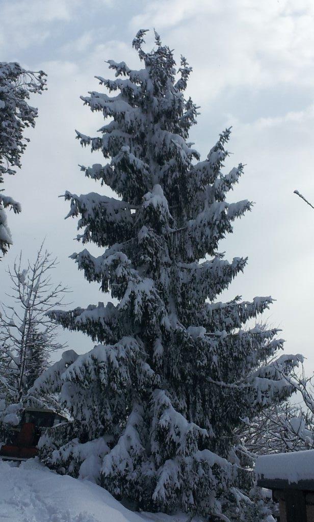 Alberi d''inverno... un invito