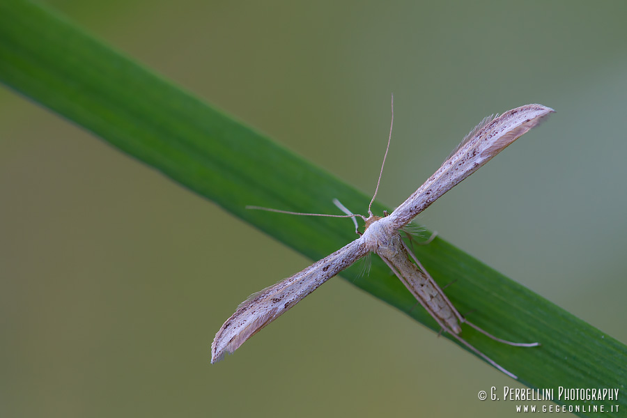 Pterophoridae da identificare - Hellisia sp.?