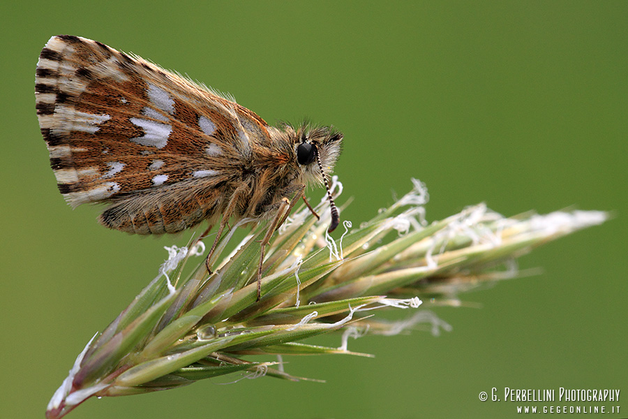 Pyrgus cirsii? - No, Pyrgus malvoides