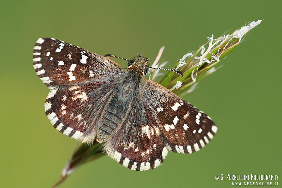 Pyrgus cirsii? - No, Pyrgus malvoides