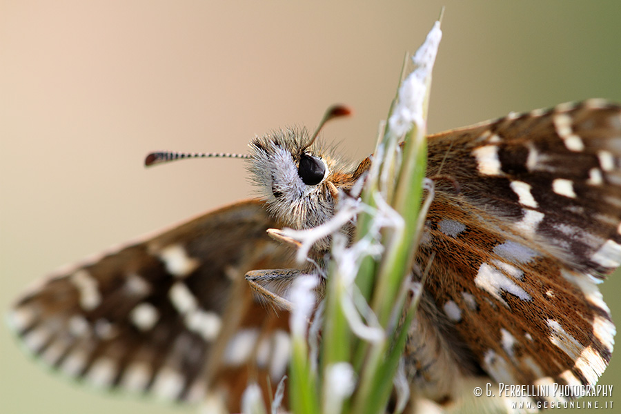 Pyrgus cirsii? - No, Pyrgus malvoides