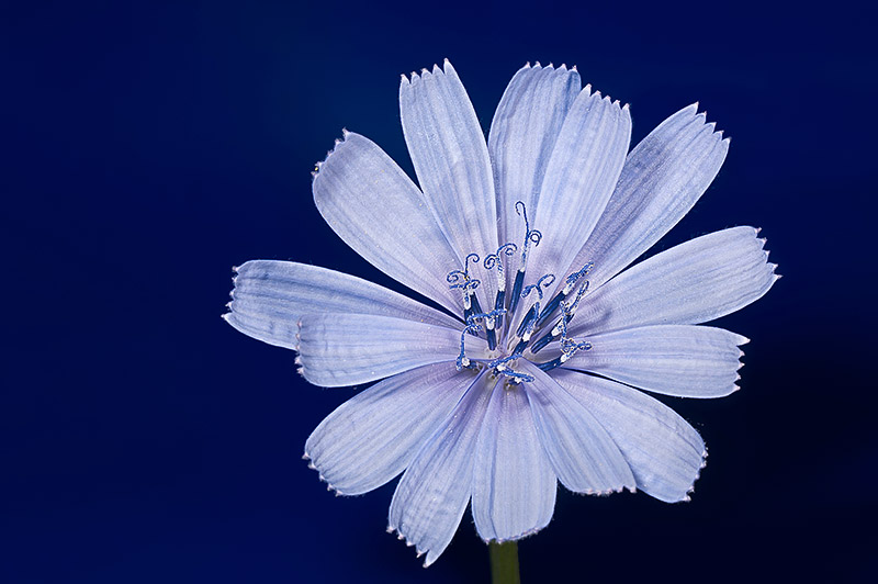 Polline di cicoria in luce incidente, la bellezza nascosta