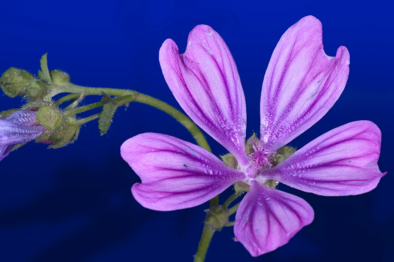 Polline di malva in luce incidente