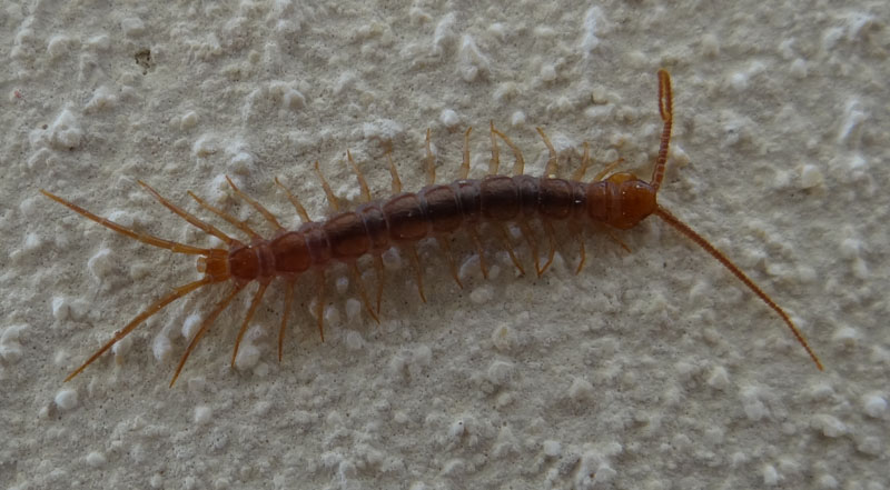 Lithobius da identificare.