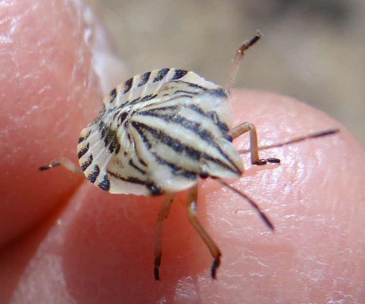 Un probabile pentatomide - Graphosoma sp. (ninfa)