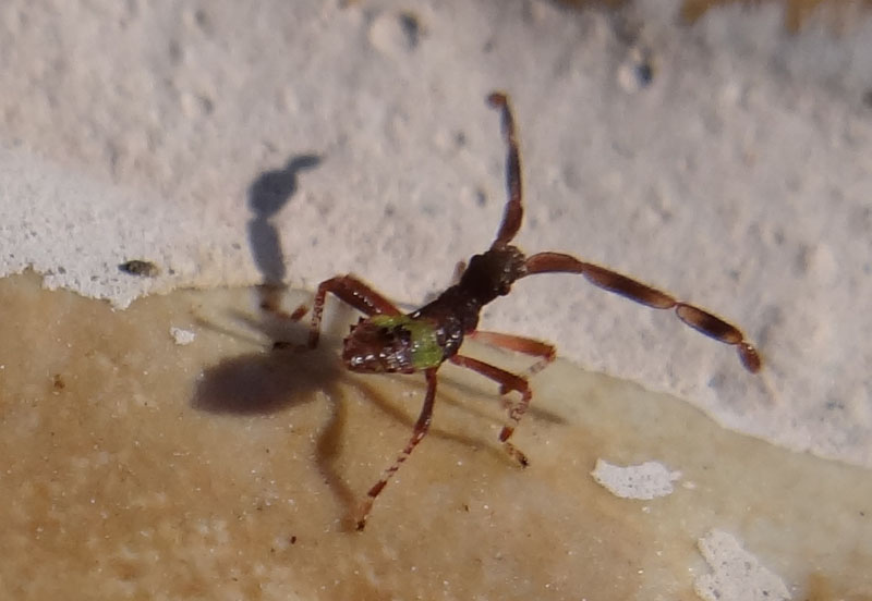 Neanide di Gonocerus cf acuteangulatus