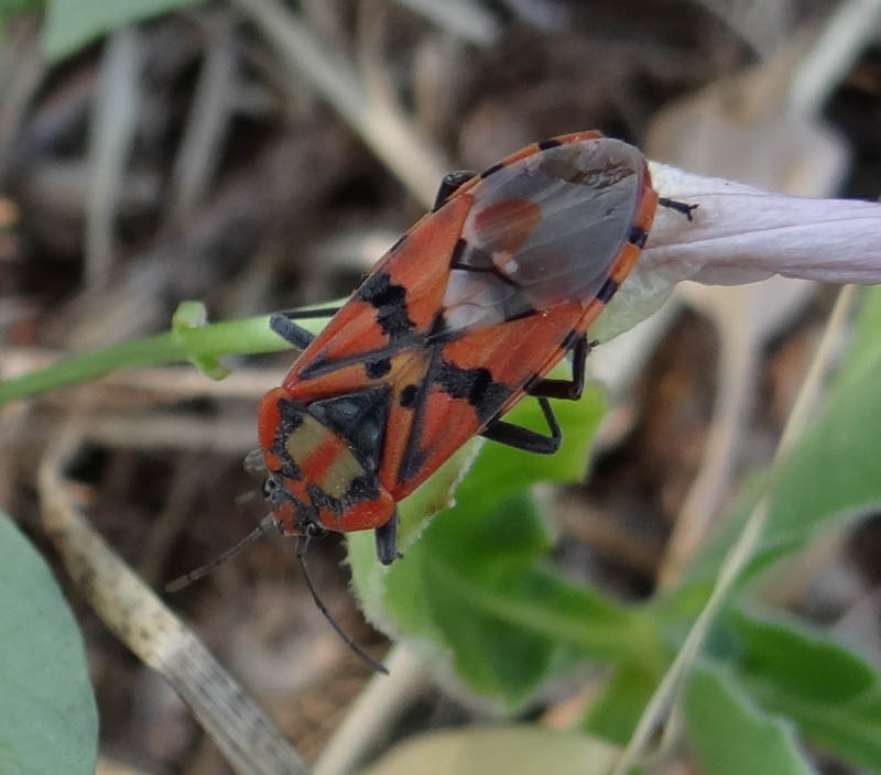 Spilostethus pandurus, Lygaeidae