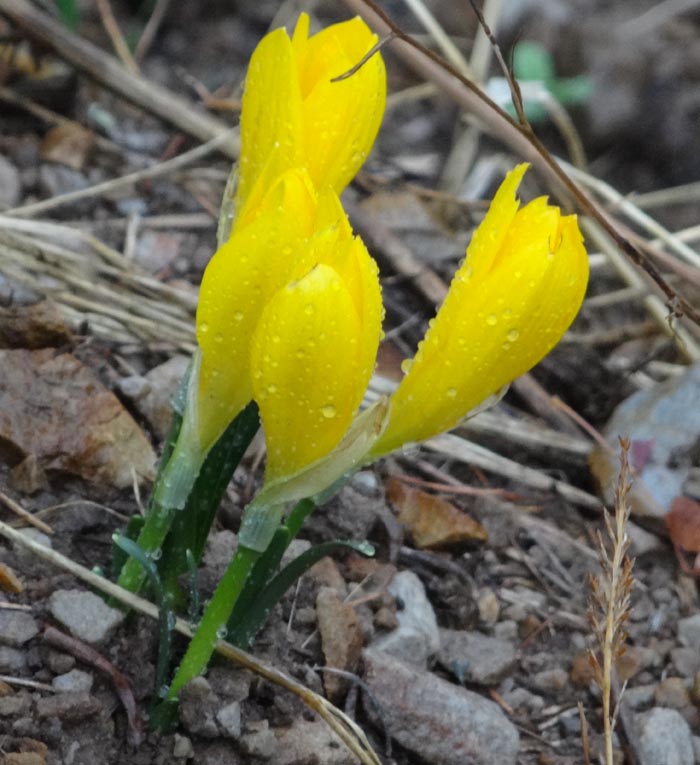 Sternbergia sicula / Zafferanastro siciliano