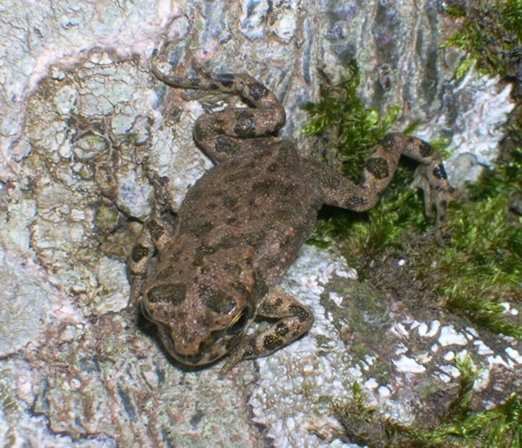 Per favore mi confermate se  un Bufo bufo? - Bufotes balearicus