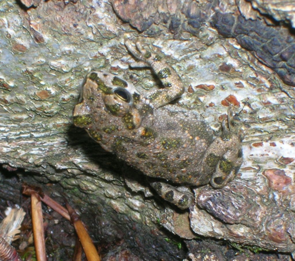 Per favore mi confermate se  un Bufo bufo? - Bufotes balearicus