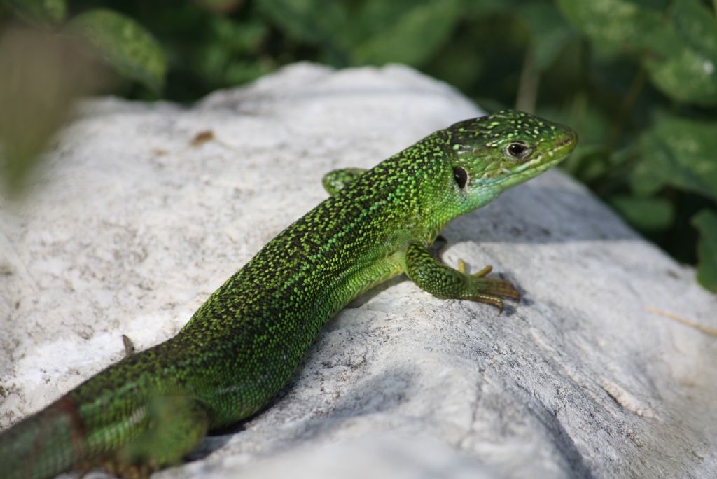 Podarcis muralis e Lacerta bilineata a Civitella Alfedena