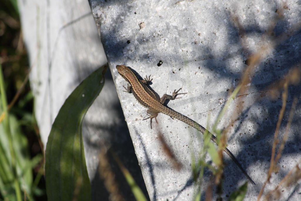 Podarcis muralis e Lacerta bilineata a Civitella Alfedena