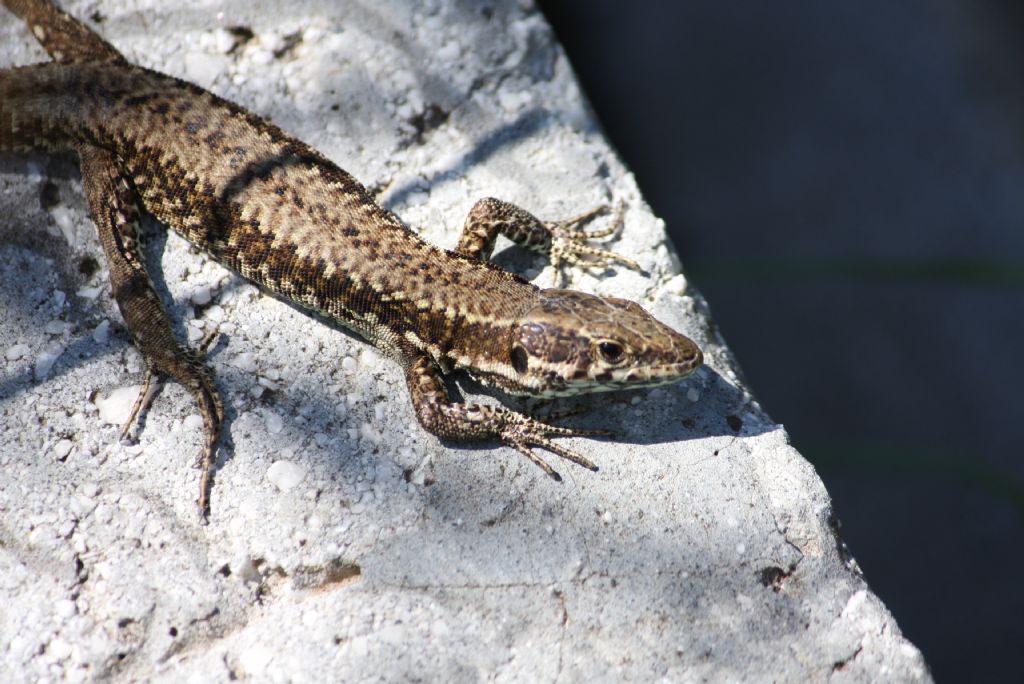 Podarcis muralis e Lacerta bilineata a Civitella Alfedena