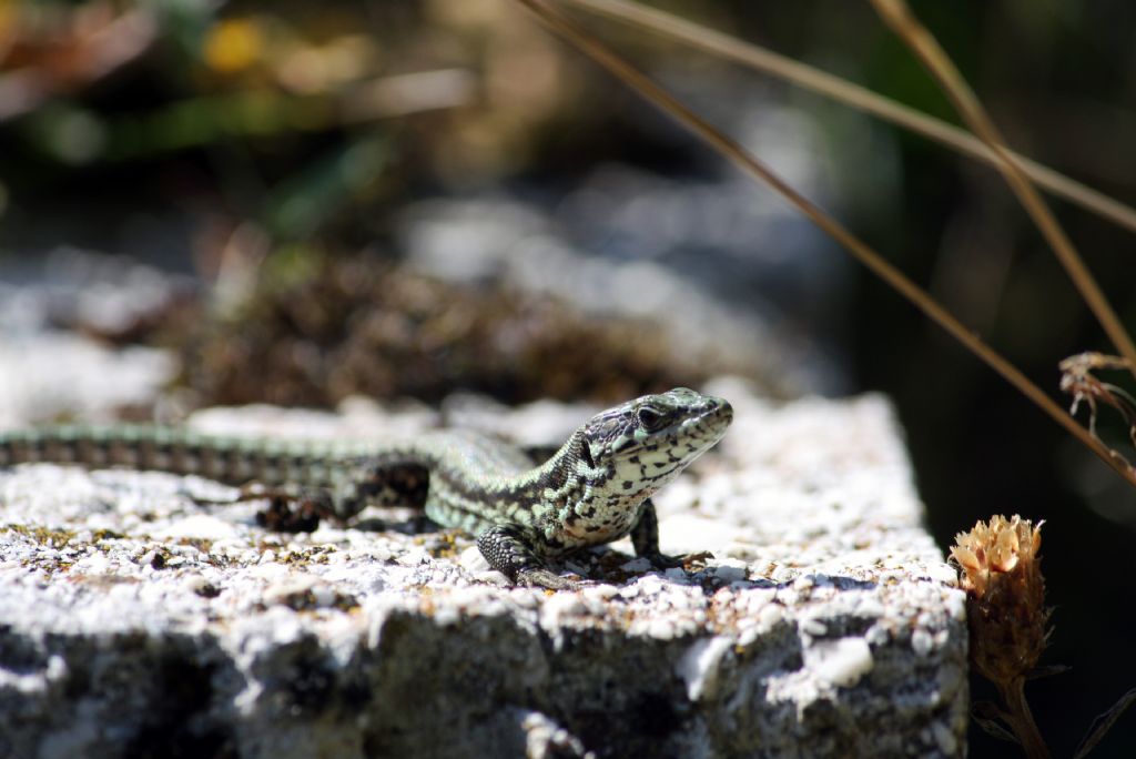 Podarcis muralis e Lacerta bilineata a Civitella Alfedena