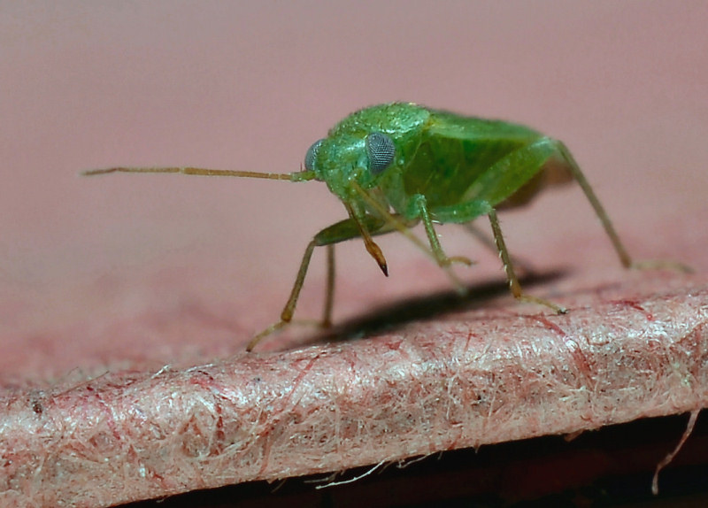 Mini Eterottero: Miridae? S, Orthotylus sp.