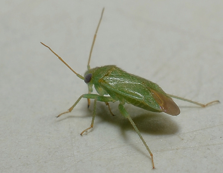 Mini Eterottero: Miridae? S, Orthotylus sp.