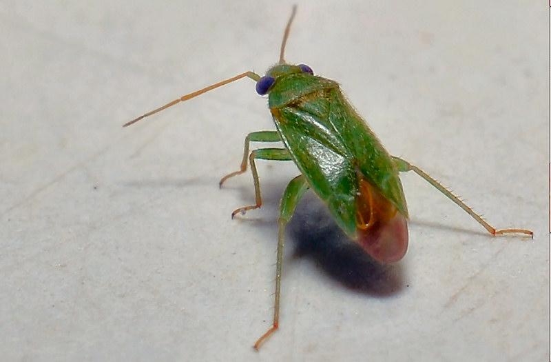 Mini Eterottero: Miridae? S, Orthotylus sp.