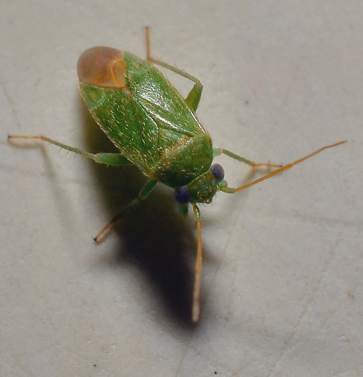 Mini Eterottero: Miridae? S, Orthotylus sp.