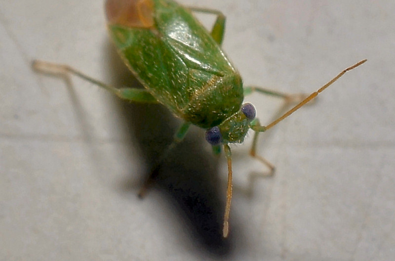 Mini Eterottero: Miridae? S, Orthotylus sp.