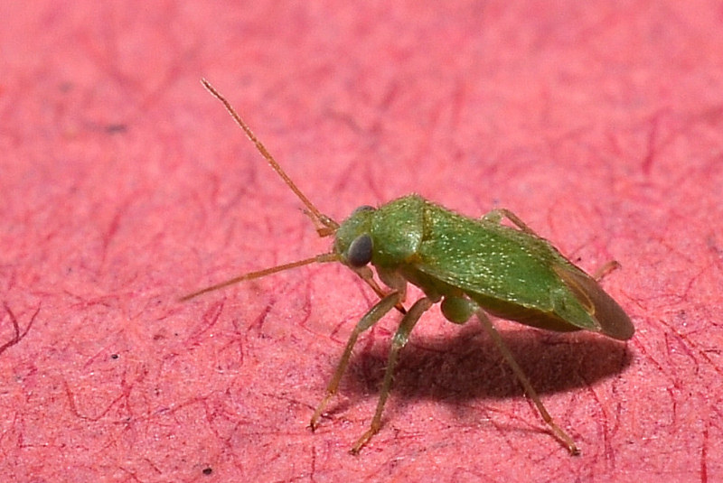 Mini Eterottero: Miridae? S, Orthotylus sp.