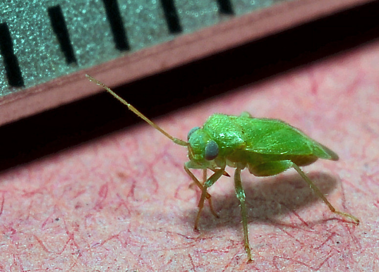 Mini Eterottero: Miridae? S, Orthotylus sp.