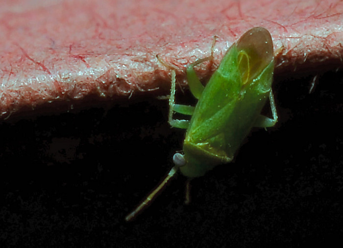 Mini Eterottero: Miridae? S, Orthotylus sp.