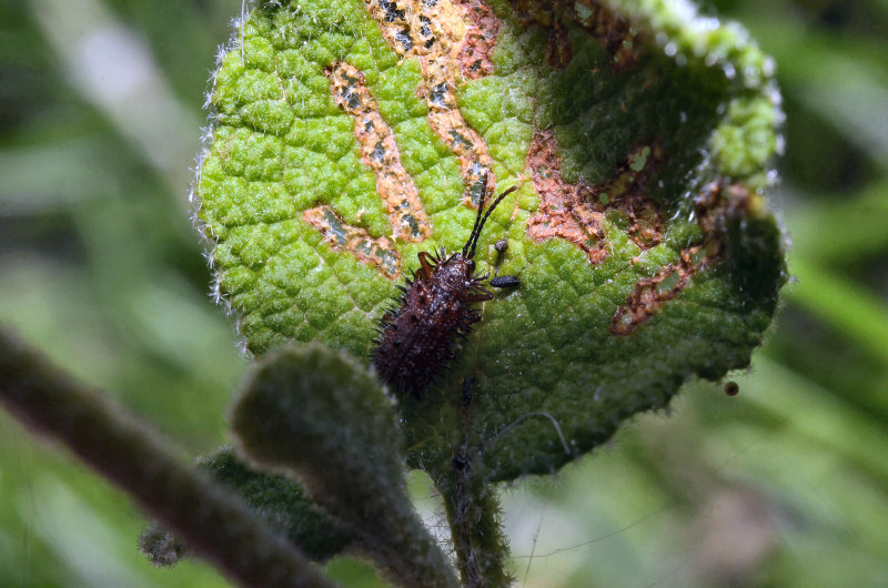 Dicladispa testacea (Chrysomelidae)