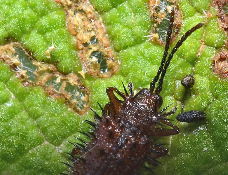 Dicladispa testacea (Chrysomelidae)