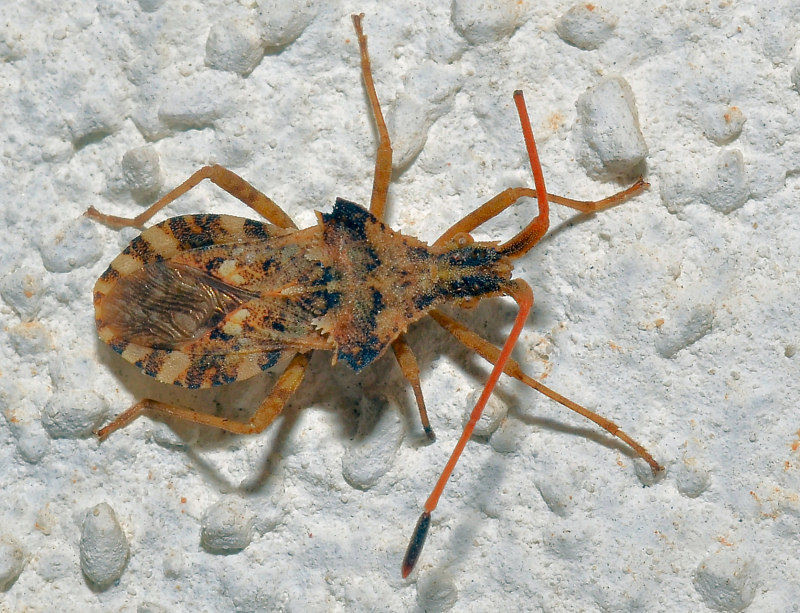 Coreide dalla Sardegna: Centrocoris (spiniger?)