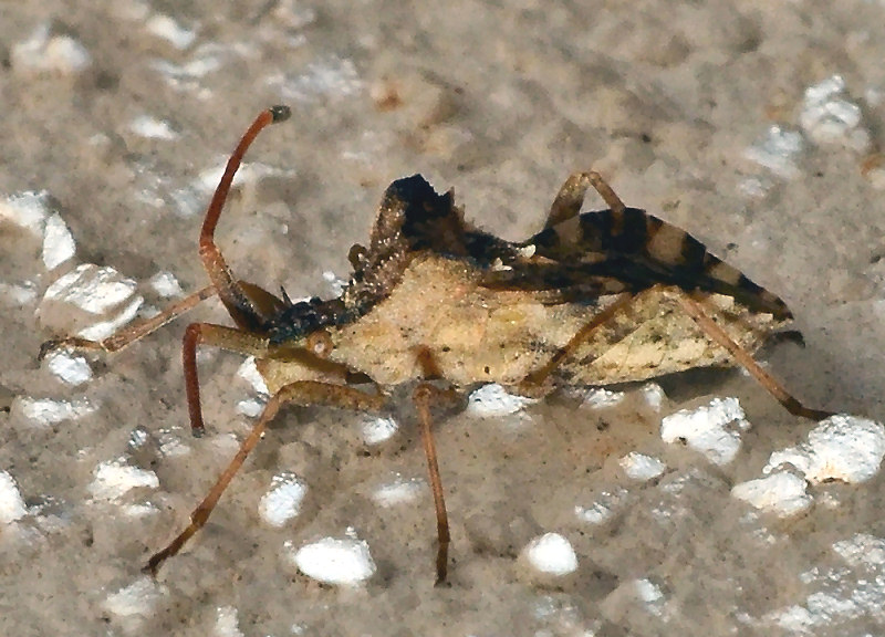 Coreide dalla Sardegna: Centrocoris (spiniger?)