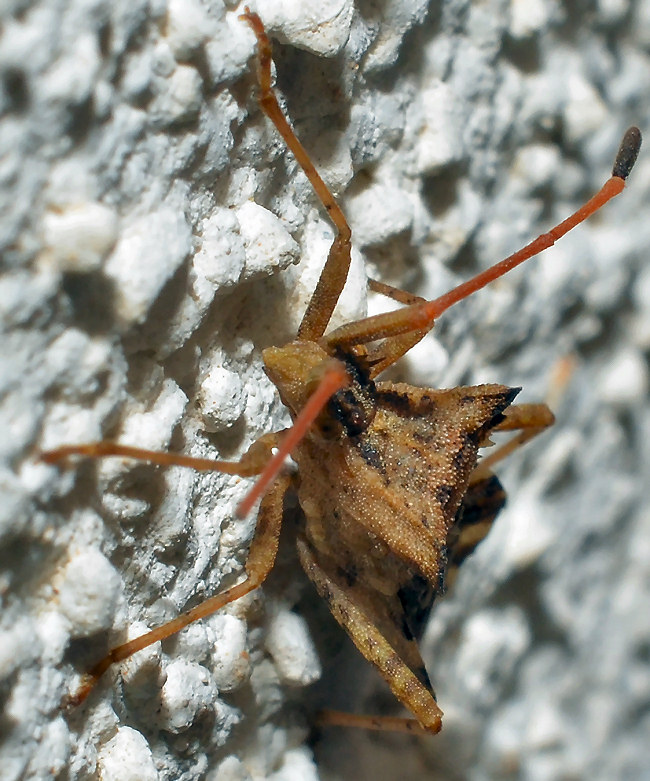 Coreide dalla Sardegna: Centrocoris (spiniger?)