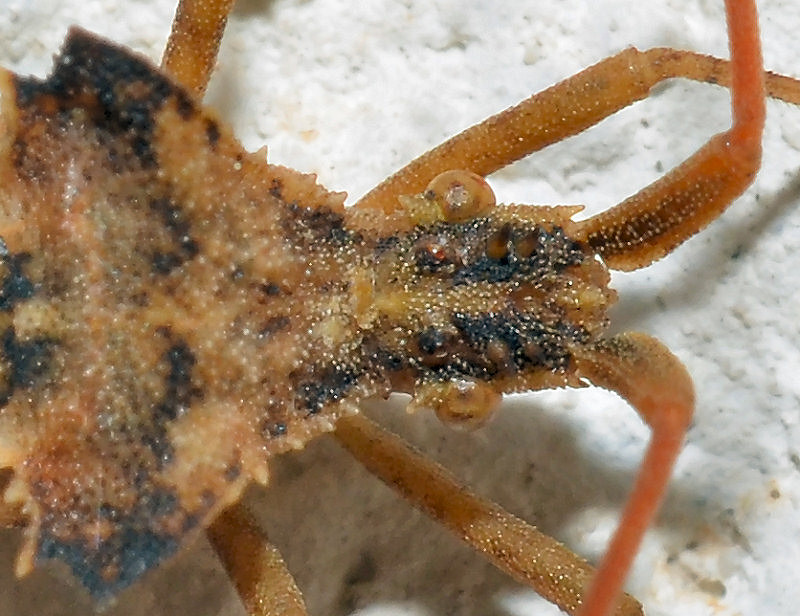 Coreide dalla Sardegna: Centrocoris (spiniger?)