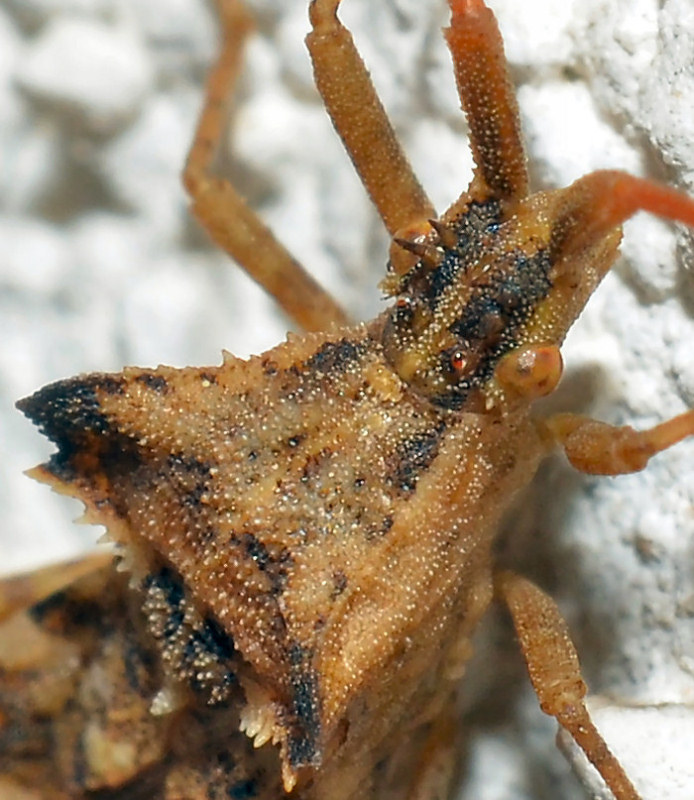 Coreide dalla Sardegna: Centrocoris (spiniger?)